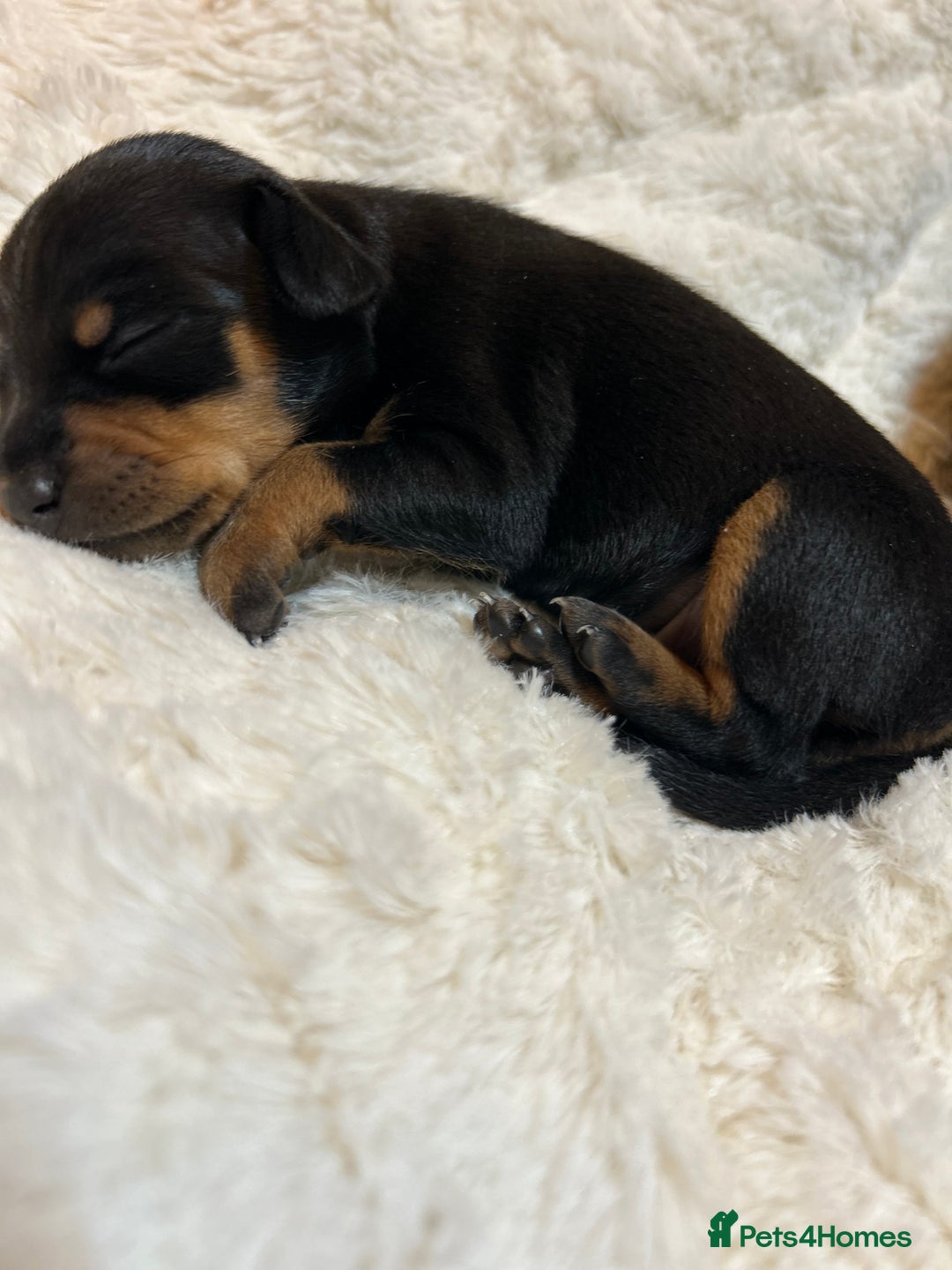 Miniature Pinscher dogs for sale: Gorgeous MinPin Puppies-Ready from 8th Dec! - Advert 21