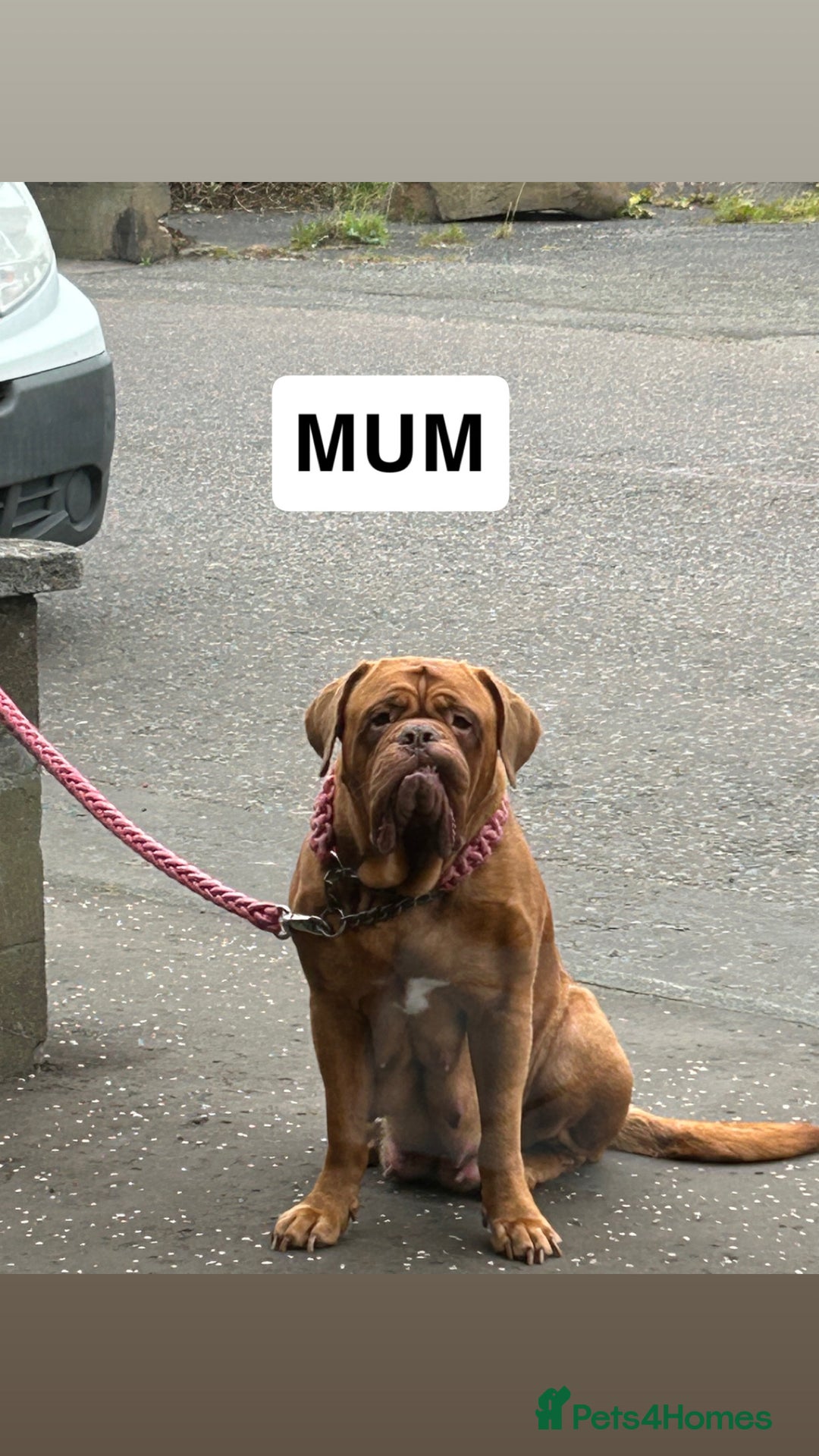 Dogue De Bordeaux dogs for sale: KC Dogue de Bordeaux Girl – Champion Bloodline - Advert 1