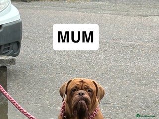 Dogue De Bordeaux dogs KC Dogue de Bordeaux Girl – Champion Bloodline - Advert 10