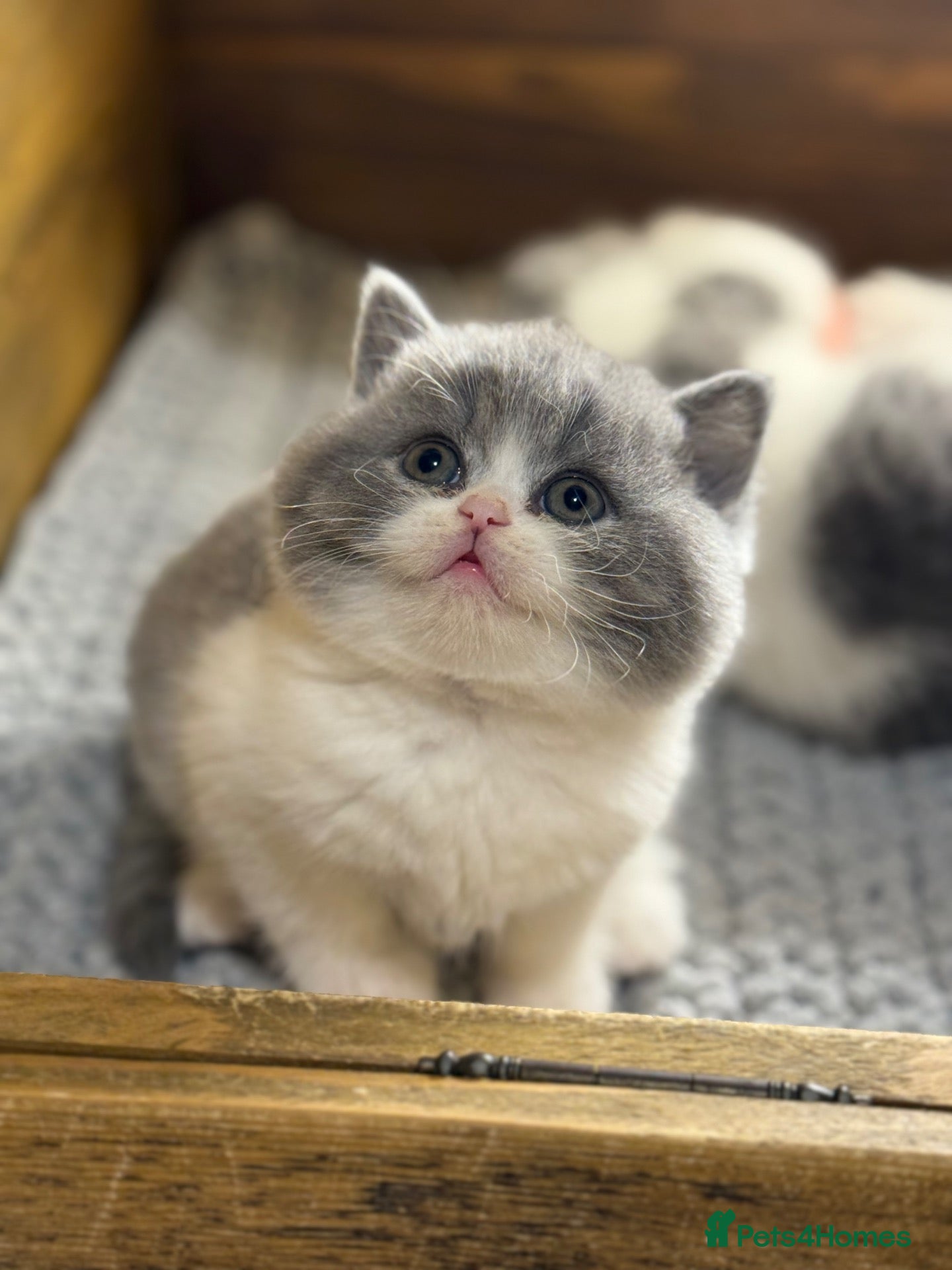 British Shorthair cats for sale: British Shorthair Tica championblood registered - Advert 1