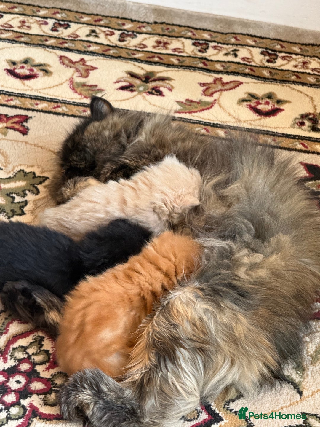 Persian cats for sale: Pedigree Persian Kittens- Rare & Beautiful Colours - Advert 9