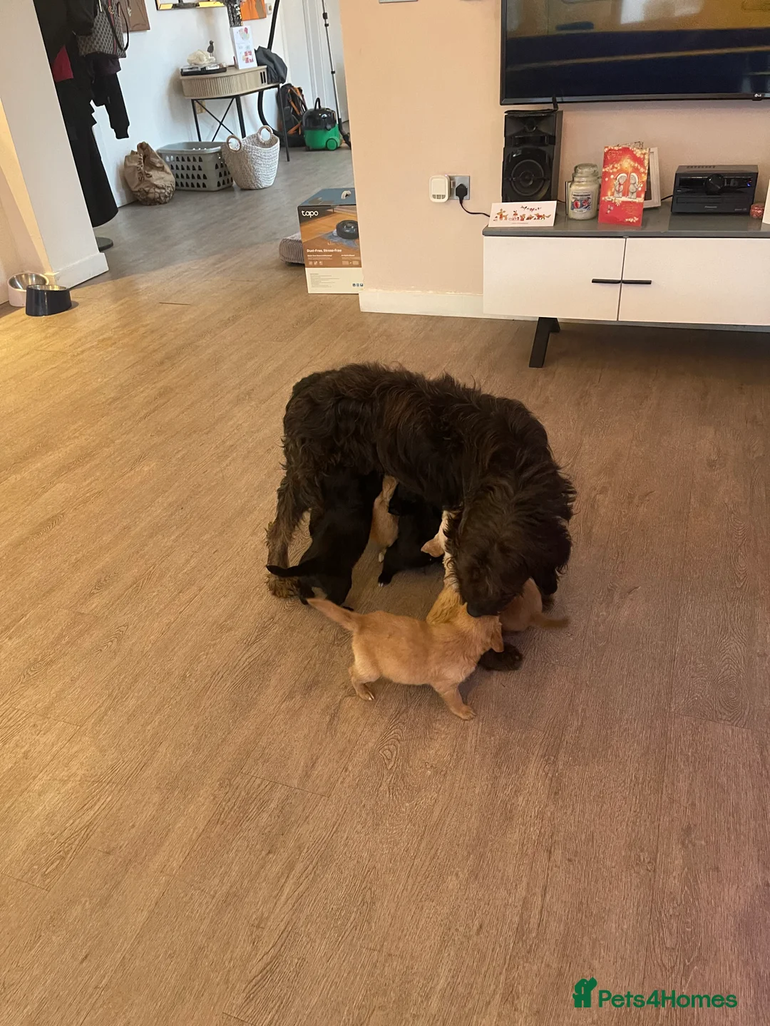 Mixed Breed dogs for sale: Gorgeous puppy’s  - Advert 13