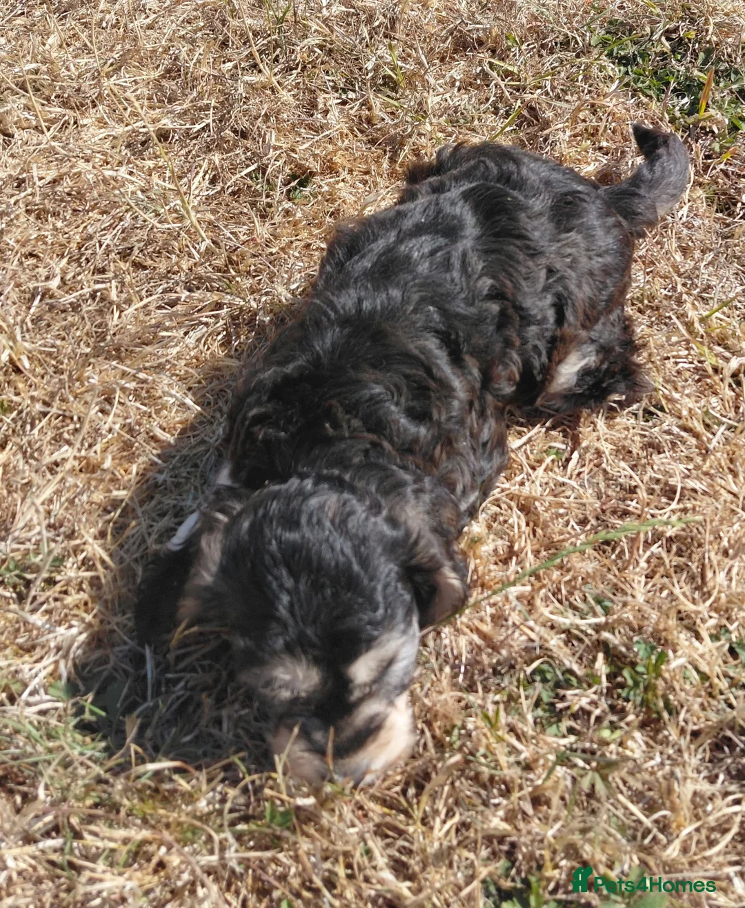 Cockapoo dogs for sale: Beautiful Cockapoo Puppies - Advert 2