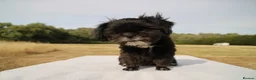 Shih Tzu dogs for sale: Red collar - Advert 6