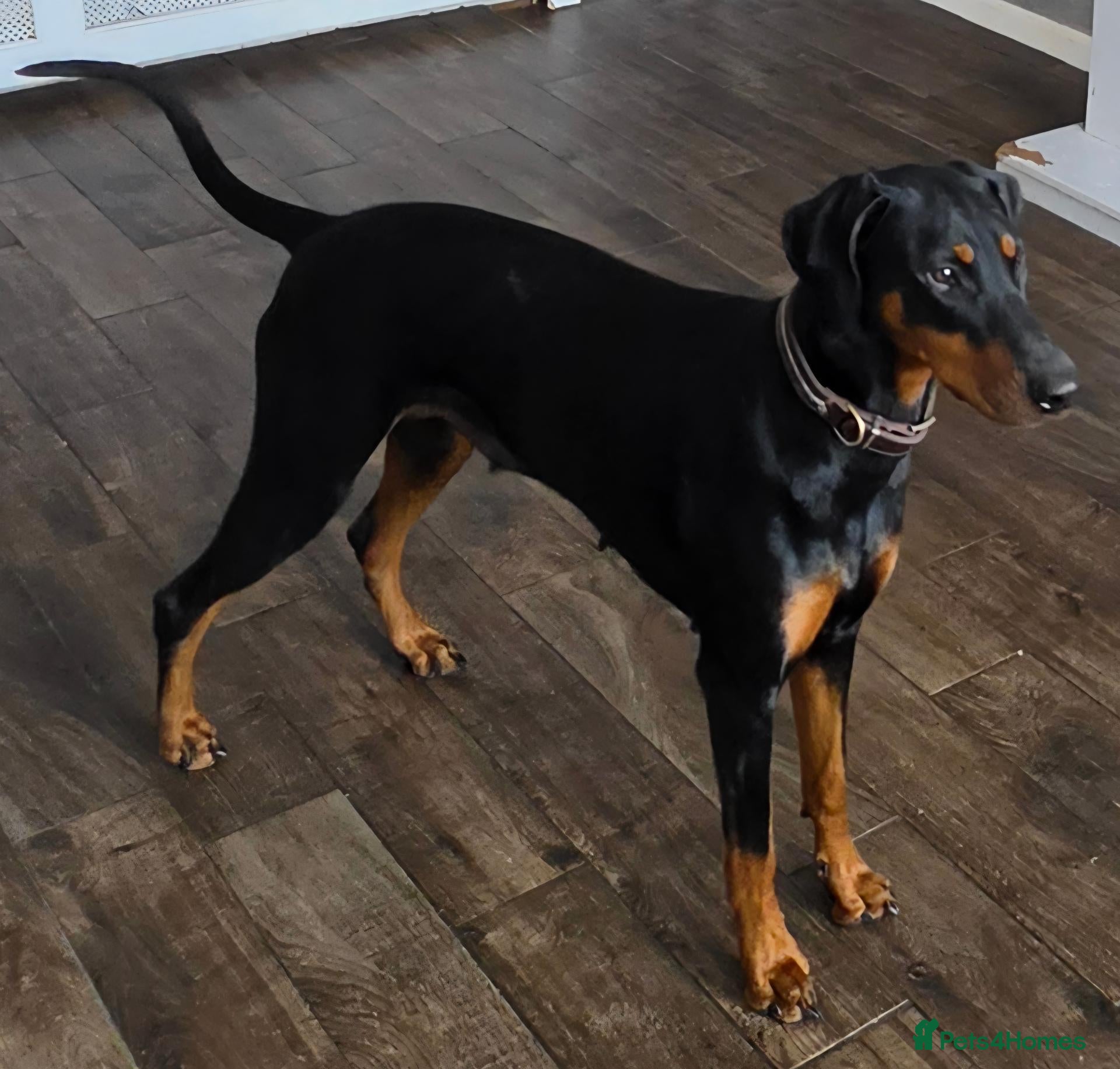 Dobermann dogs Female doberman 18 months - Advert 1