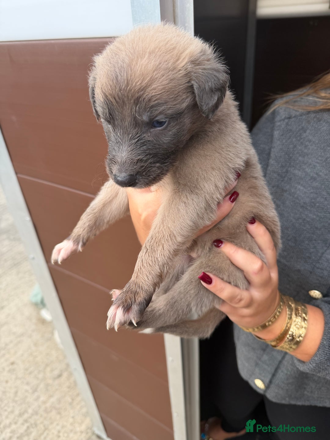 Saluki dogs for sale: Saluki pups - Image 7
