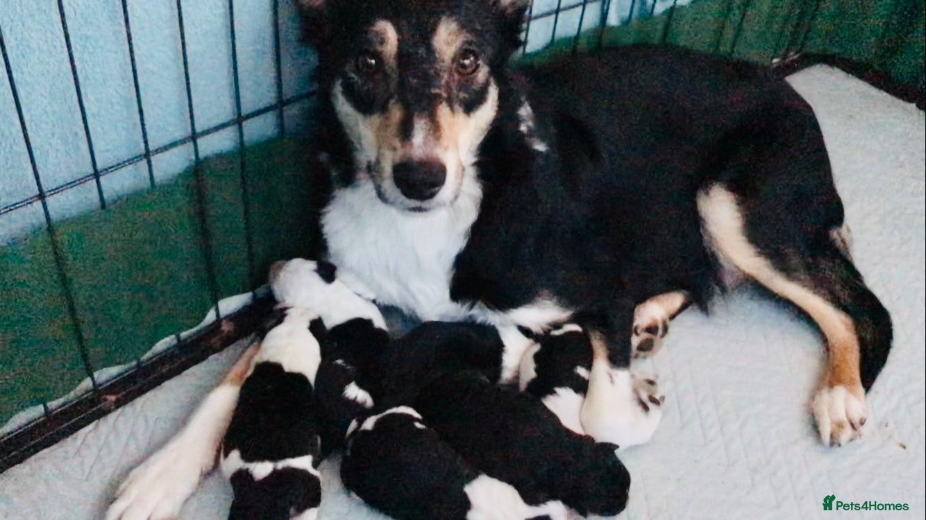 Border Collie dogs Beautiful Border Collie Puppies Classic Tricolour - Advert 1