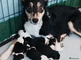 Border Collie dogs Beautiful Border Collie Puppies Classic Tricolour - Advert 1