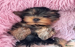 Yorkshire Terrier dogs for sale: Last girl looking for forever home 🥰 - Image 21