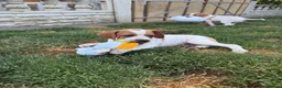 Pointer dogs for sale: Pointer pups | Working & Champion Bloodlines  - Advert 11