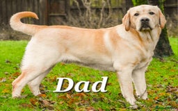 Labrador Retriever dogs for sale: 🐾 Adorable Yellow Labrador Puppies for Sale! 🐾 - Image 9