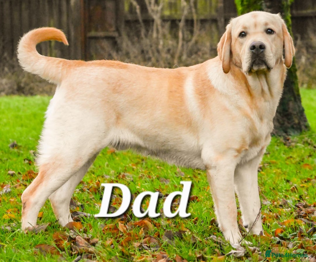 Labrador Retriever dogs for sale: 🐾 Adorable Yellow Labrador Puppies for Sale! 🐾 - Image 9