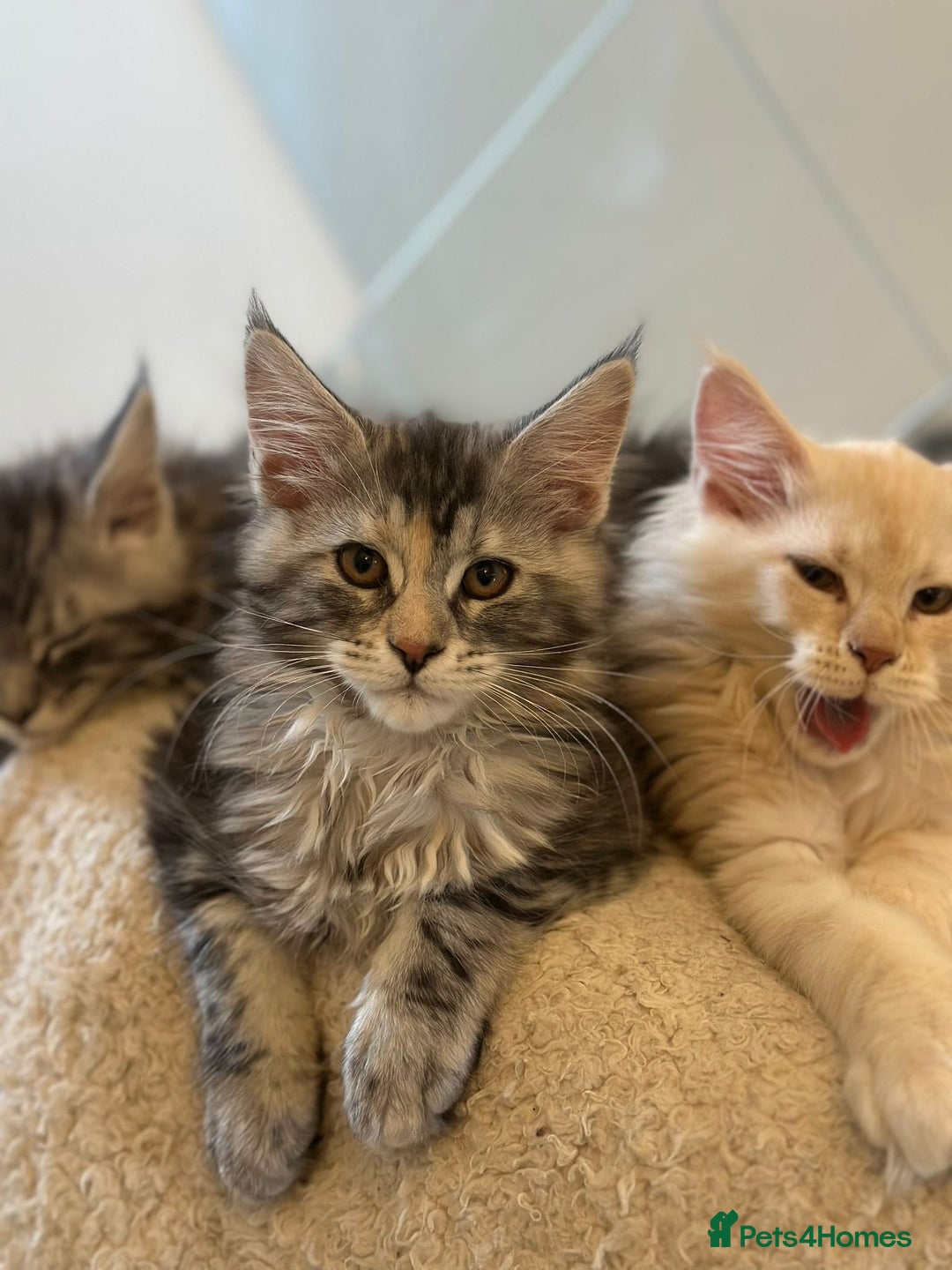 Maine Coon cats for sale: Pedigree Maine coon kittens purebreed XL in Waterlooville - Image 1