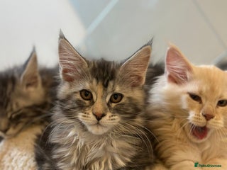 Maine Coon cats in Waterlooville - Advert 4