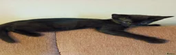 Mixed Breed cats for sale: Beautiful Kittens looking for a new home!!! - Advert 3
