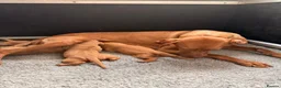 Hungarian Vizsla dogs for sale:     KC Hungarian Vizsla Puppies - Licensed ⭐ - Advert 2