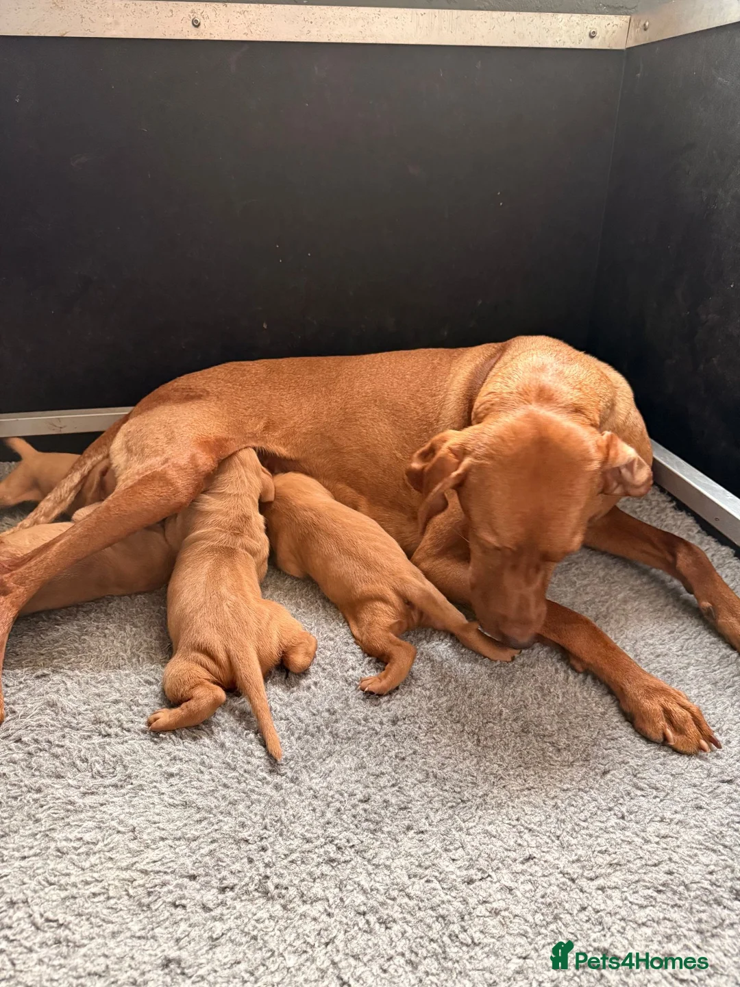 Hungarian Vizsla dogs for sale:     KC Hungarian Vizsla Puppies - Licensed ⭐ - Advert 2