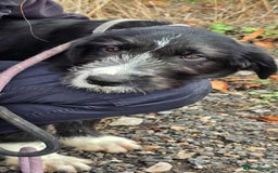 Mixed Breed dogs for adoption: DONNIE - Image 6