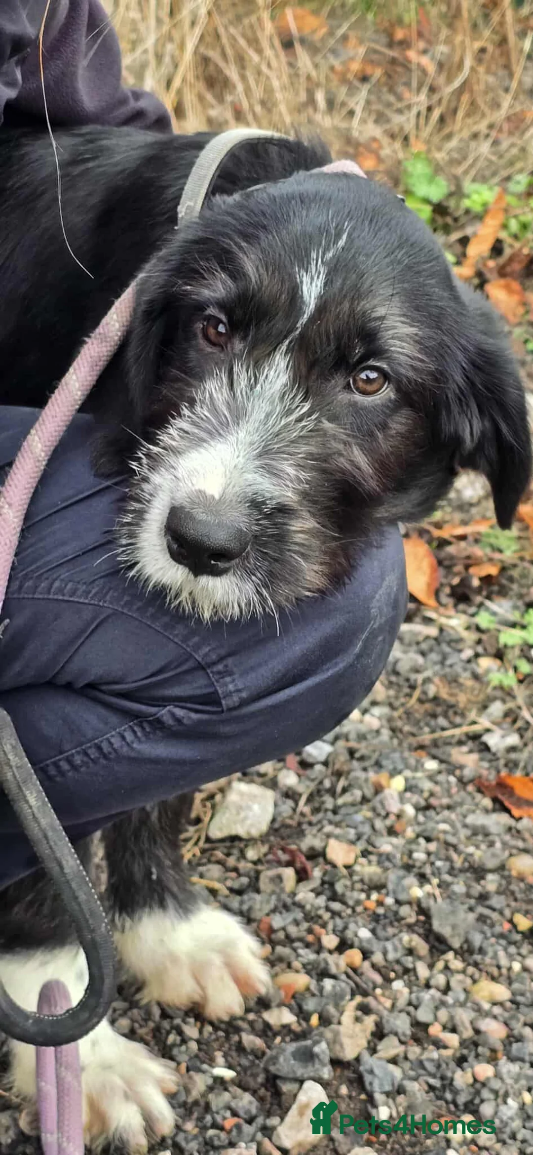 Mixed Breed dogs for adoption: DONNIE - Guardian breed experience required  - Advert 10