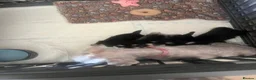 Miniature Schnauzer dogs for sale: 🐾Miniature Schnauzer Pups 🐾 in Gloucester - Advert 2