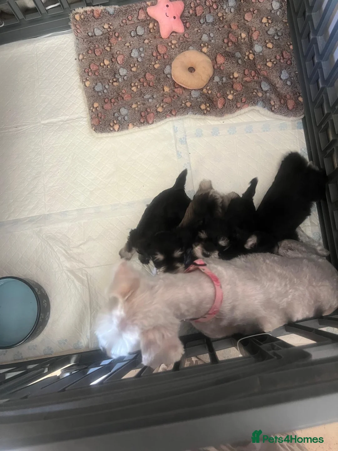 Miniature Schnauzer dogs for sale: 🐾Miniature Schnauzer Pups 🐾 in Gloucester - Advert 2