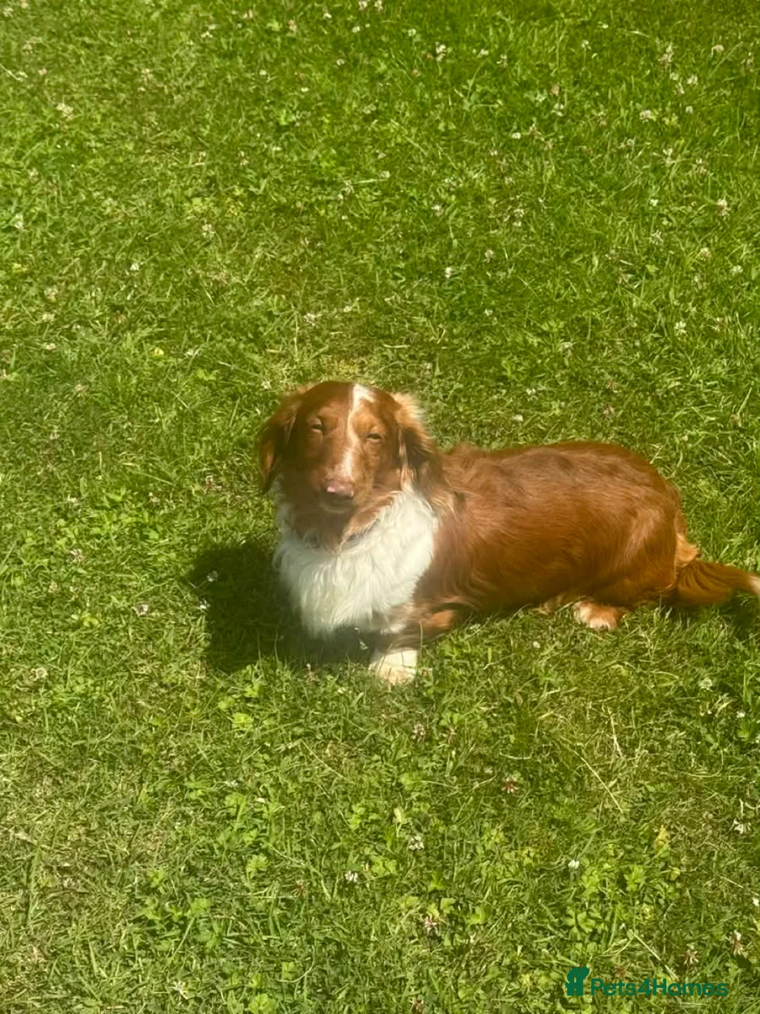 Miniature Dachshund dogs for sale: Long hair miniature dachshund red boy 💙 - Advert 6