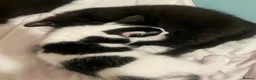 Mixed Breed cats for sale: Adorable litter of 3  - Advert 4