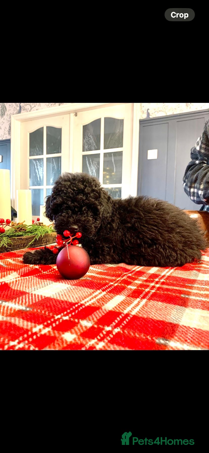 Toy Poodle dogs Quality pups from health tested parent's  - Advert 5