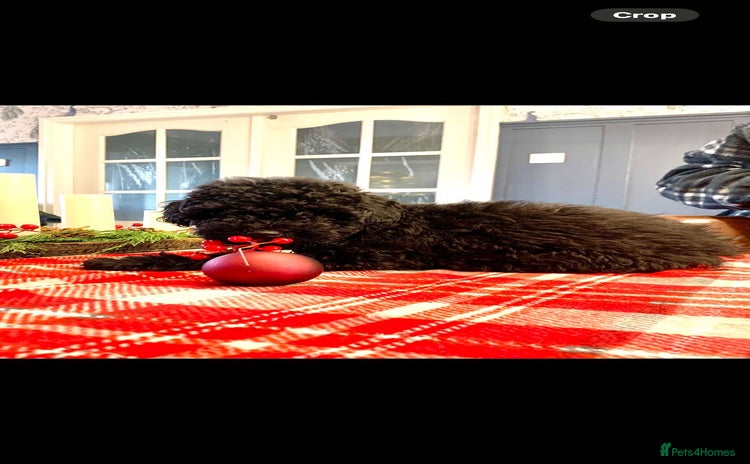 Toy Poodle dogs Quality pups from health tested parent's  - Advert 5