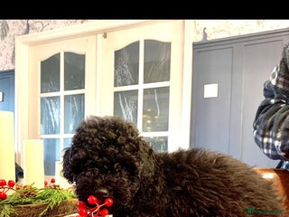 Toy Poodle dogs Quality pups from health tested parent's - Advert 4