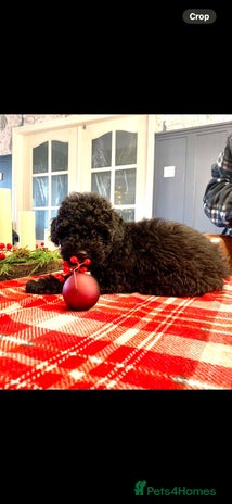 Toy Poodle dogs Quality pups from health tested parent's - Advert 5