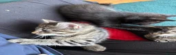 Domestic Shorthair cats for sale: 3 Kittens Ready Oct 4th - WR12 - Advert 27