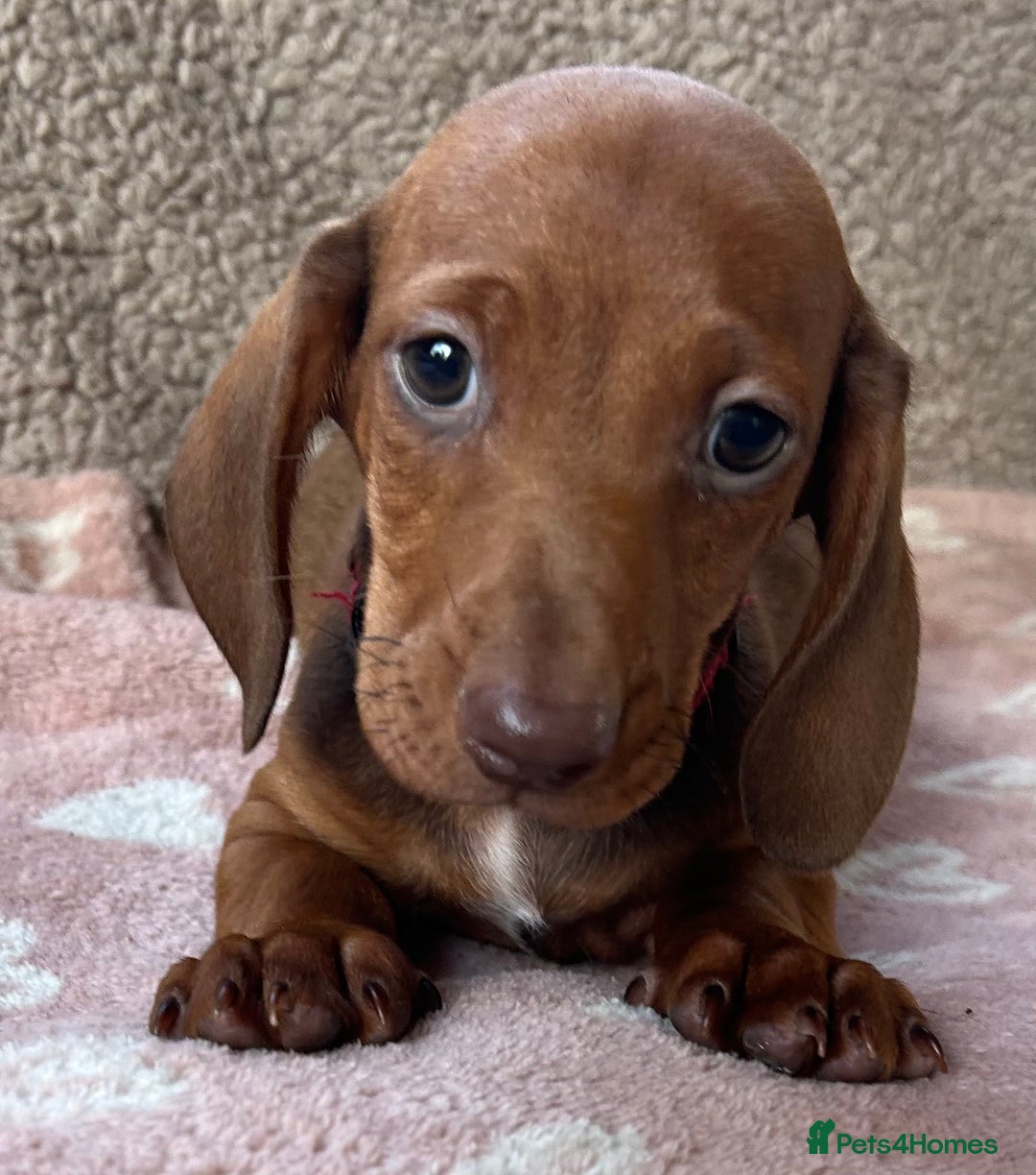 Dachshund dogs for stud: QUALITY KC REG STANDARD SMOOTH DACHSHUND  in Lancaster - Image 7