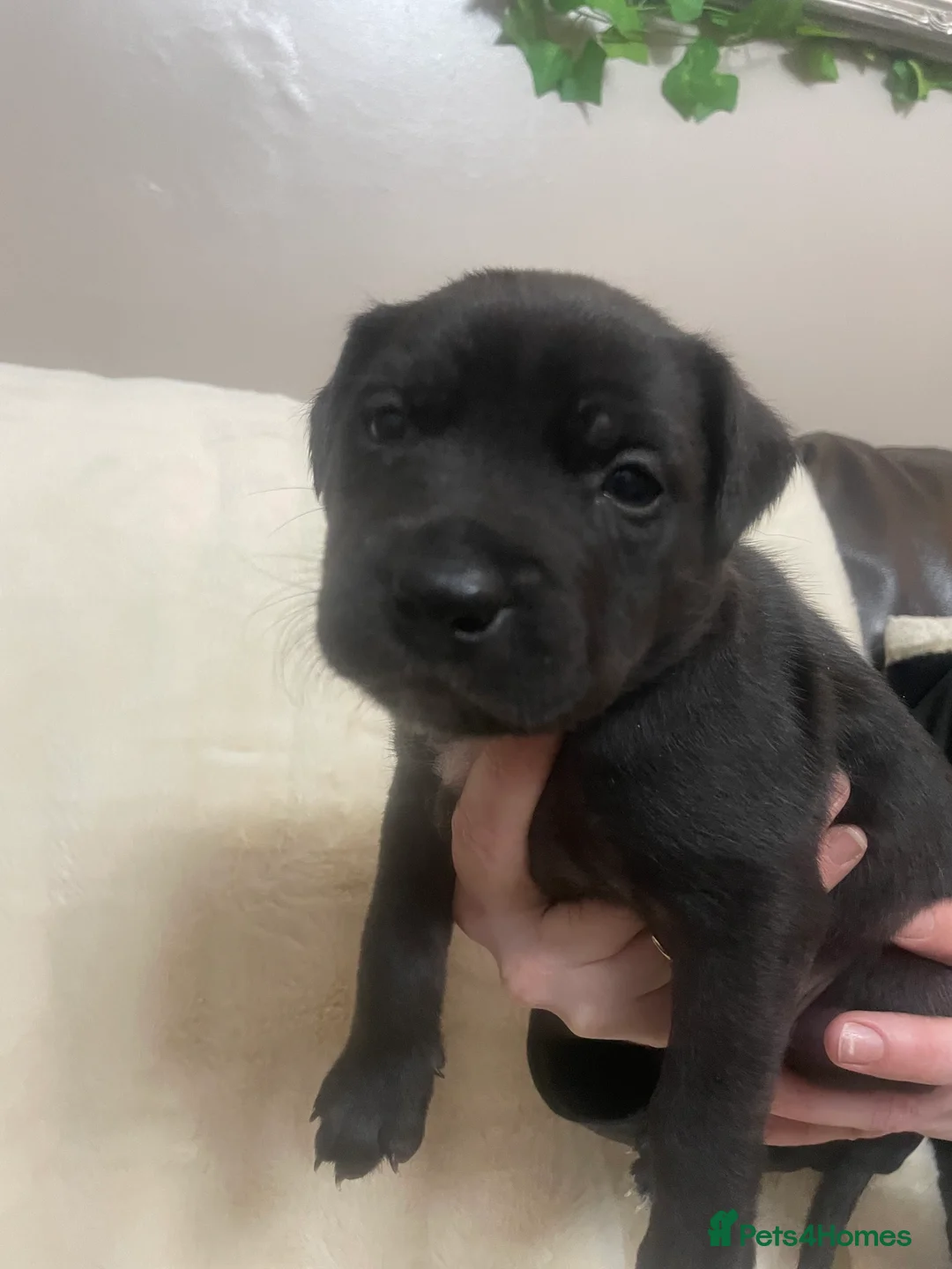 Mixed Breed dogs for sale: Beautiful Staffy x Collie Pups, 4 male 5 girls - Advert 29