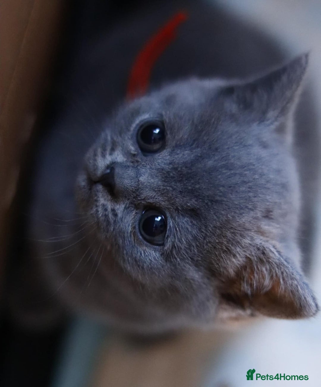 British Shorthair cats for sale: GCCF champ bloodlines Bsh - Image 14