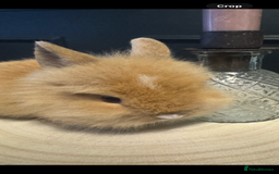 Lionhead rabbits for sale: Mini lops and lion heads for sale  - Image 2