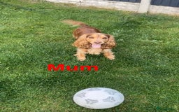 Cocker Spaniel dogs for sale: Cocker Spaniel Puppies - Image 4