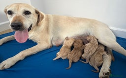 Labradoodle dogs for sale: Extensively Health Tested F1 Miniature Labradoodle - Image 8