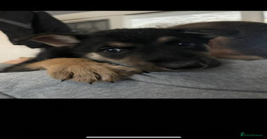 German Shepherd dogs - Advert 16