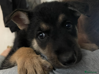 German Shepherd dogs - Advert 22