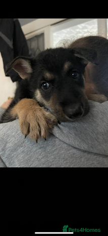 German Shepherd dogs - Advert 13