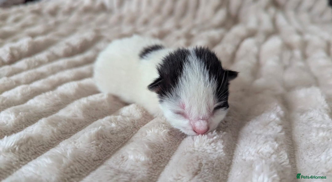 Mixed Breed cats for sale: White male kitten and 2 female kittens - Image 9