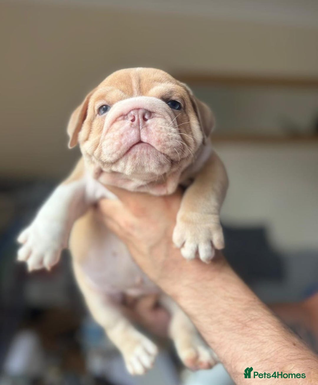 English Bulldog dogs for sale: Beautiful English Bulldog Puppies - Image 10