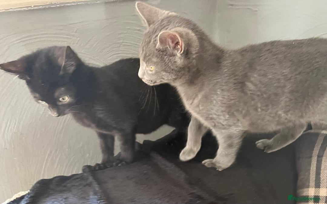 Mixed Breed cats for sale: Munchkin x British shorthair kittens - Advert 21