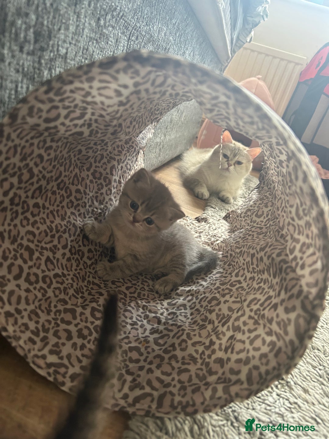 British Shorthair cats for sale: British shorthair kittens  - Image 25