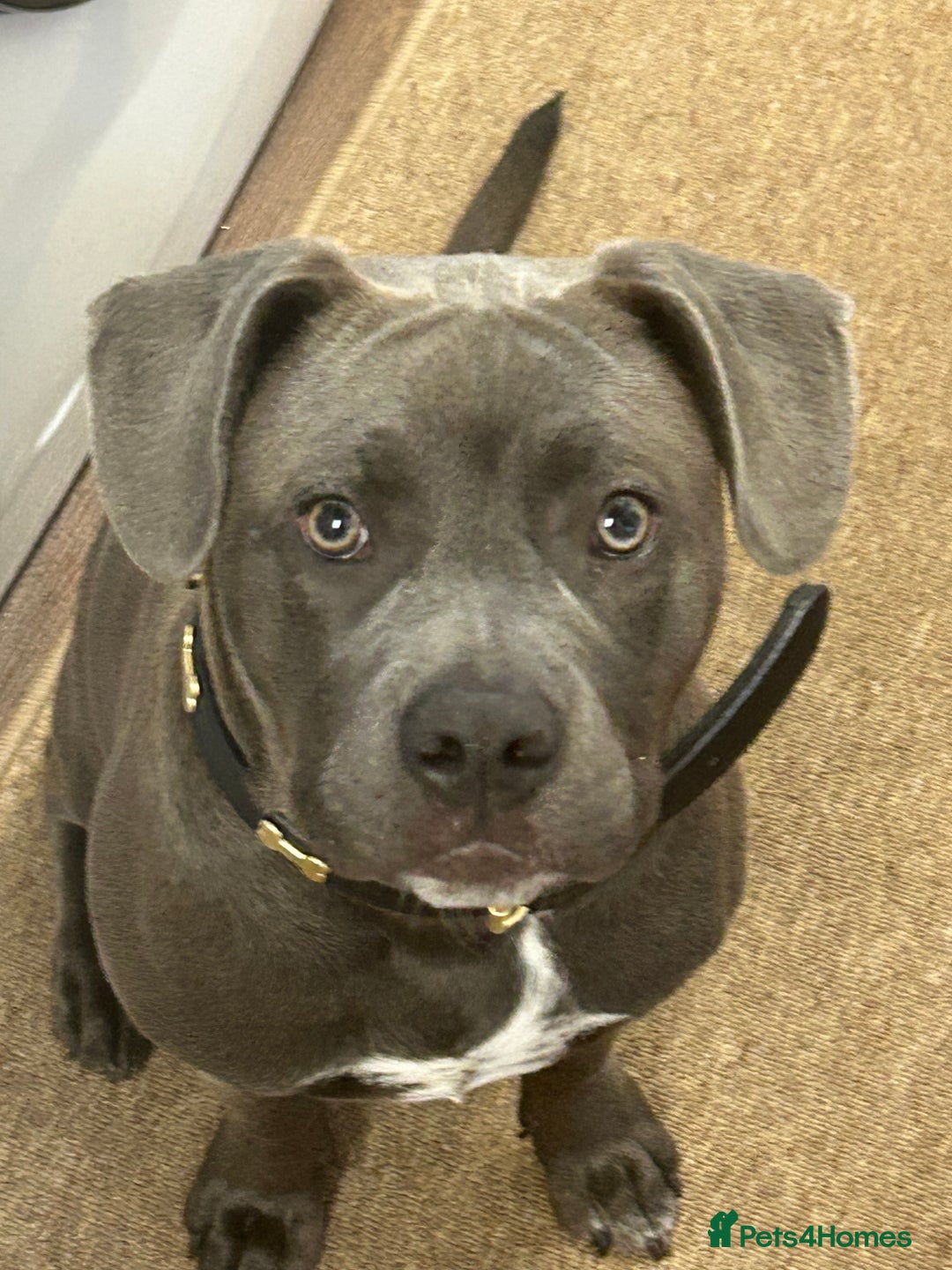 Mixed Breed dogs for sale: Frenchie cross Dalmatian for sale  - Advert 1