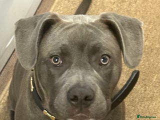 Mixed Breed dogs Frenchie cross Dalmatian for sale - Advert 1