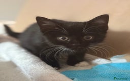 Domestic Shorthair cats for sale: Beautiful black and white tuxedo kittens for sale  - Image 1