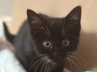 Domestic Shorthair cats - Advert 10