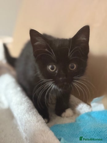Domestic Shorthair cats - Advert 1